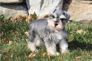 Noland - puppy for sale