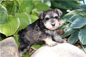 Queenie - Miniature Schnauzer for sale