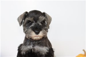 Rita - puppy for sale