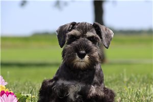 Quinn - Schnauzer, Miniature for sale