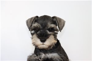 Rufio - Miniature Schnauzer for sale