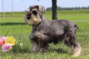Quana - Schnauzer, Miniature for sale
