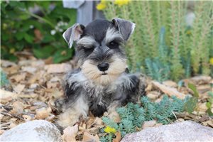 Queenie - Schnauzer, Miniature for sale