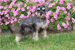 Quana - puppy for sale