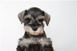 Rose - puppy for sale