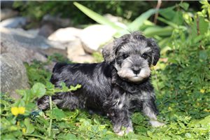 Quintus - Schnauzer, Miniature for sale