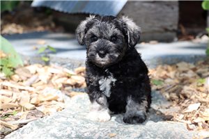 Quinn - Miniature Schnauzer for sale