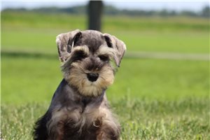 Quana - puppy for sale