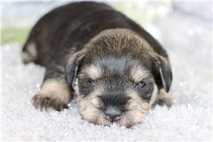 Quana - Schnauzer, Miniature for sale