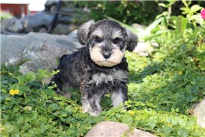 Quana - Schnauzer, Miniature for sale