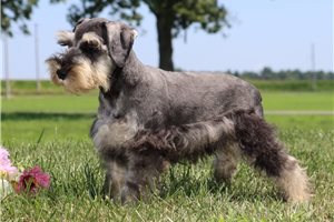 Quintus - Schnauzer, Miniature for sale