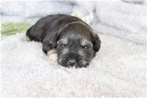 Quinn - Schnauzer, Miniature for sale
