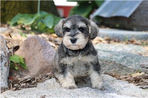 Quartz - puppy for sale