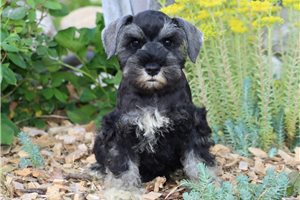 Quinn - Schnauzer, Miniature for sale