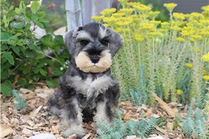 Quintus - Schnauzer, Miniature for sale