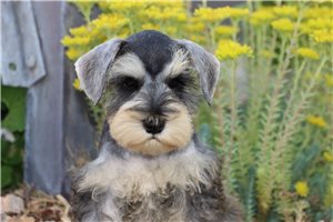 Quartz - Schnauzer, Miniature for sale
