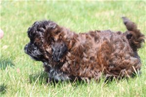 Pheobe - Shih-Poo - Shihpoo for sale