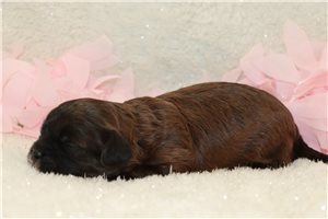 Pheobe - Shih-Poo - Shihpoo for sale