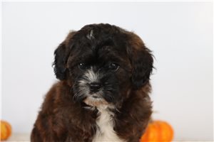 Samson - Shih-Poo for sale