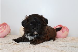 Pheobe - Shih-Poo - Shihpoo for sale