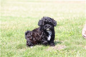 Pixie - Shih-Poo - Shihpoo for sale