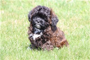 Pheobe - Shih-Poo - Shihpoo for sale