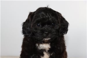 Shade - puppy for sale