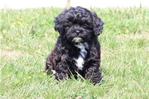 Pixie - Shih-Poo - Shihpoo for sale