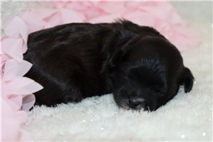 Petunia - puppy for sale