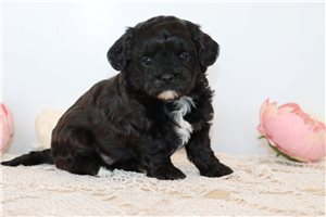 Pixie - Shih-Poo - Shihpoo for sale