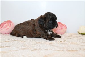Pheobe - Shih-Poo - Shihpoo for sale