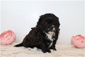 Petunia - Shih-Poo - Shihpoo for sale