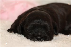 Pixie - puppy for sale