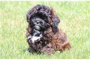 Pheobe - Shih-Poo - Shihpoo for sale