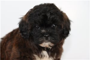 Simone - puppy for sale