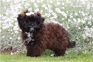 Pheobe - Shih-Poo - Shihpoo for sale