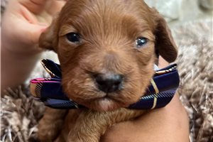 Baxter - Mixed/Other for sale