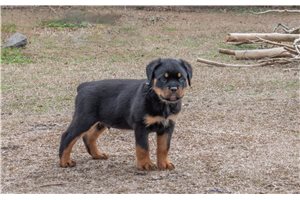 Peter - Rottweiler for sale