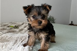 Bessie - puppy for sale