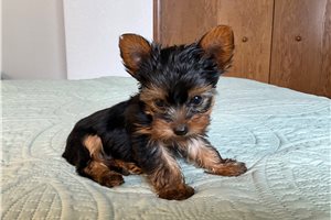 Becks - puppy for sale