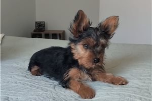 Sebastian - Yorkshire Terrier - Yorkie for sale