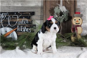 Trisha - Cavalier King Charles Spaniel for sale