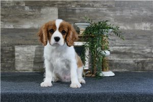 Travis - Cavalier King Charles Spaniel for sale