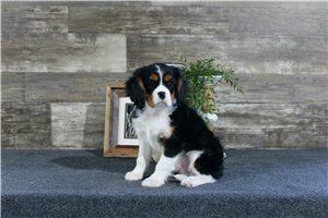 Triton - Cavalier King Charles Spaniel for sale