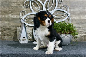 Triton - Cavalier King Charles Spaniel for sale