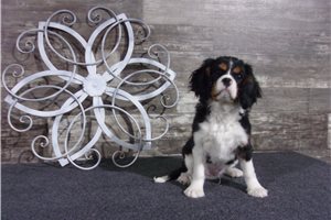 Triton - Cavalier King Charles Spaniel for sale