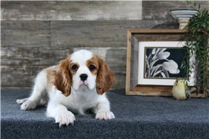 Trent - Cavalier King Charles Spaniel for sale