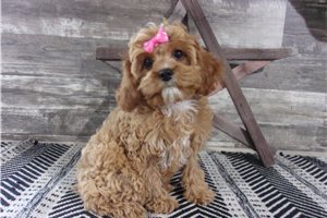 Haley - Cavapoo for sale