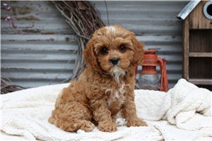 Haley - Cavapoo for sale