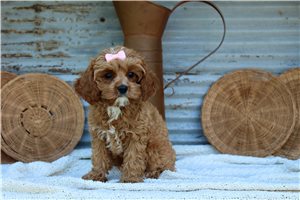 Haley - Cavapoo for sale